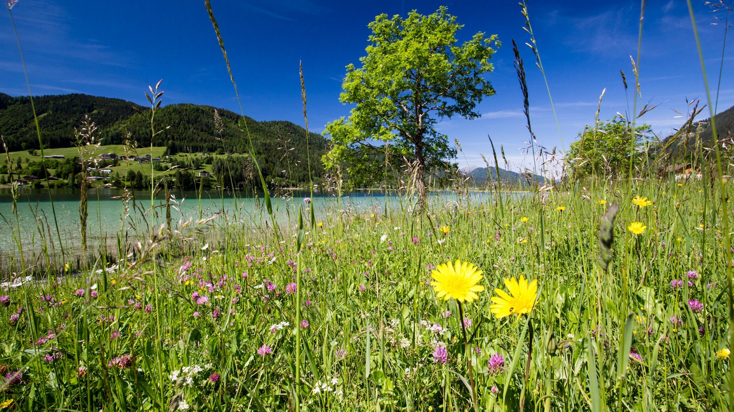 Hotel zum Weissensee Kärnten gemütlich Aktivurlaub Naturpark natürlich klar belebend Seelenakkuladestation reinster BAdesee der Alpen