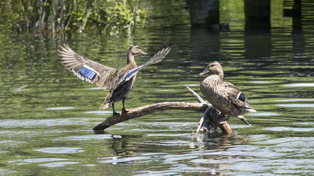 Hotel zum Weissensee Kärnten gemütlich Aktivurlaub Naturpark natürlich klar belebend Seelenakkuladestation reinster BAdesee der Alpen